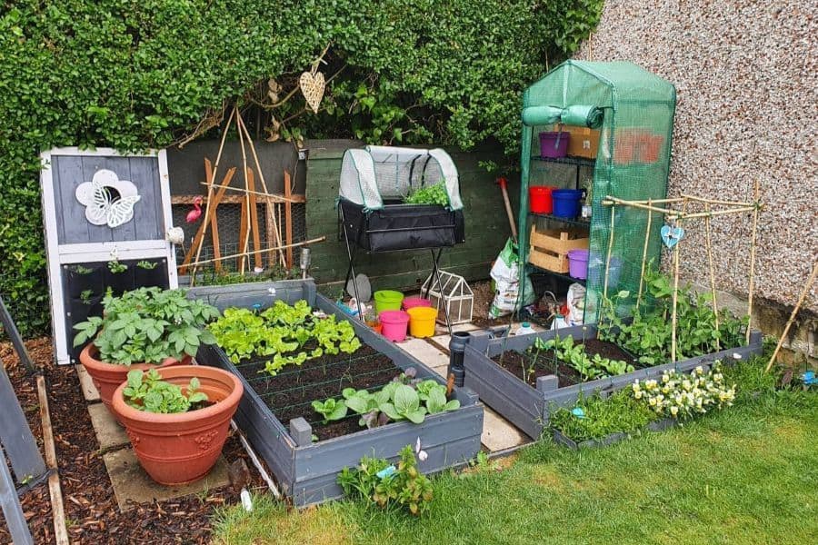 backyard garden 