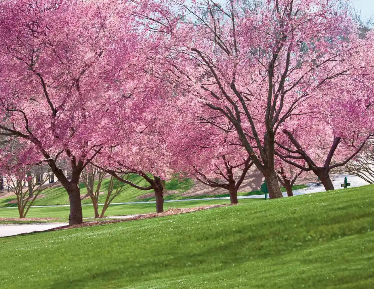 the cherry tree