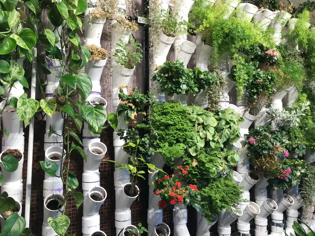 vertical gardening