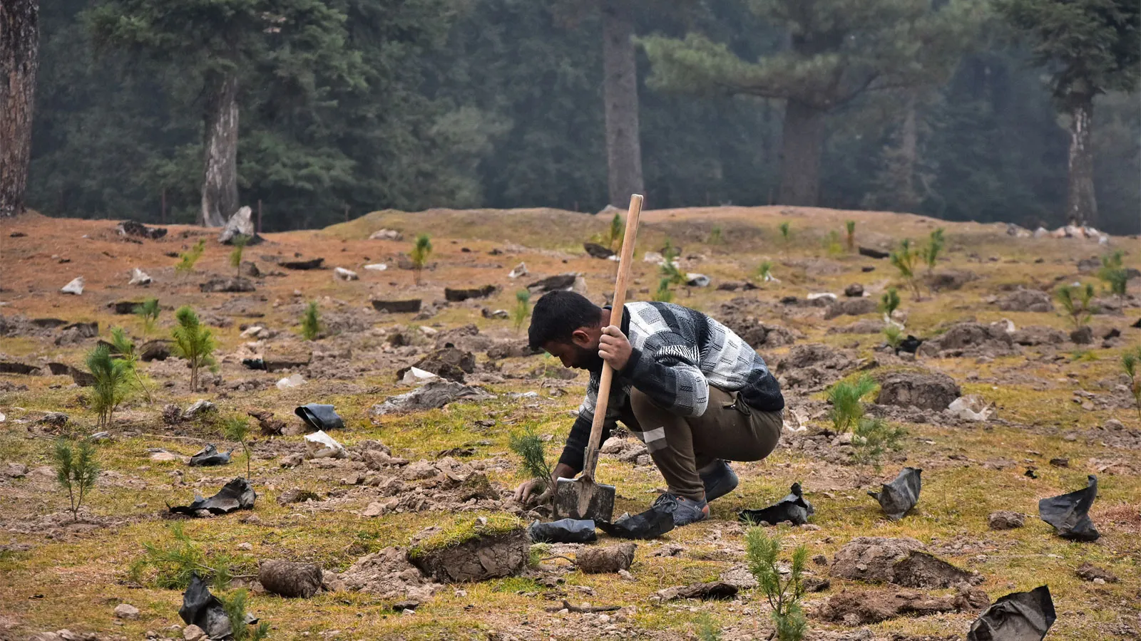 The Role and Benefits of Forest Plantation in Sustainable Forestry