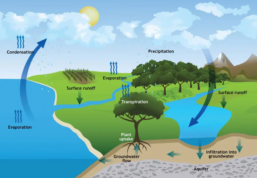 trees and water cycle