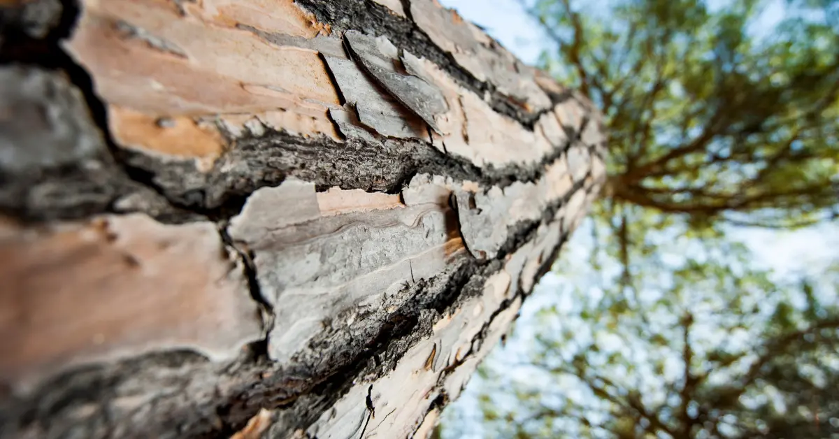 tree outer bark 