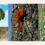 different parts of a tree trunk