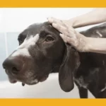 Pet supplies plus dog wash