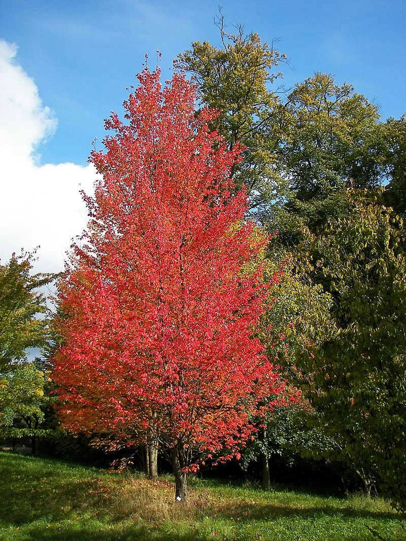 red maple 