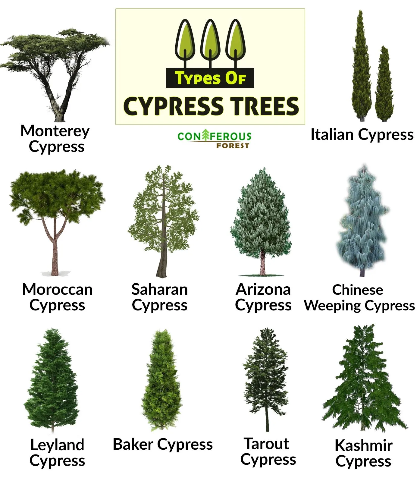 Cypress