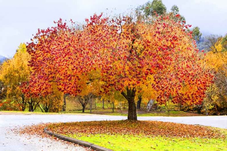 redbud with red leaves