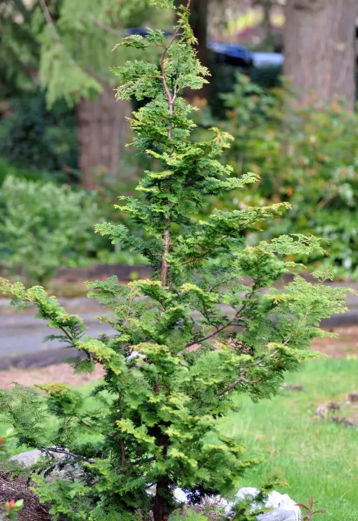 Hinoki Cypress