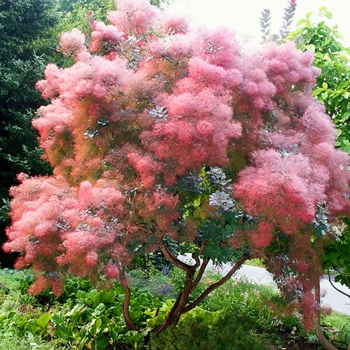 smoke tree