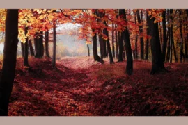 tree with red leaves