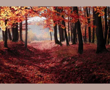 tree with red leaves